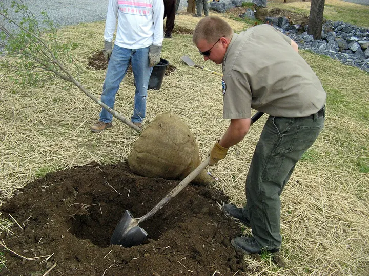 Evergreen crew member planting on a client property