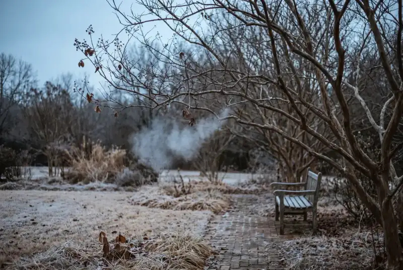 A frosted southern garden at dawn with bare pruned crepe myrtle and dormant turf